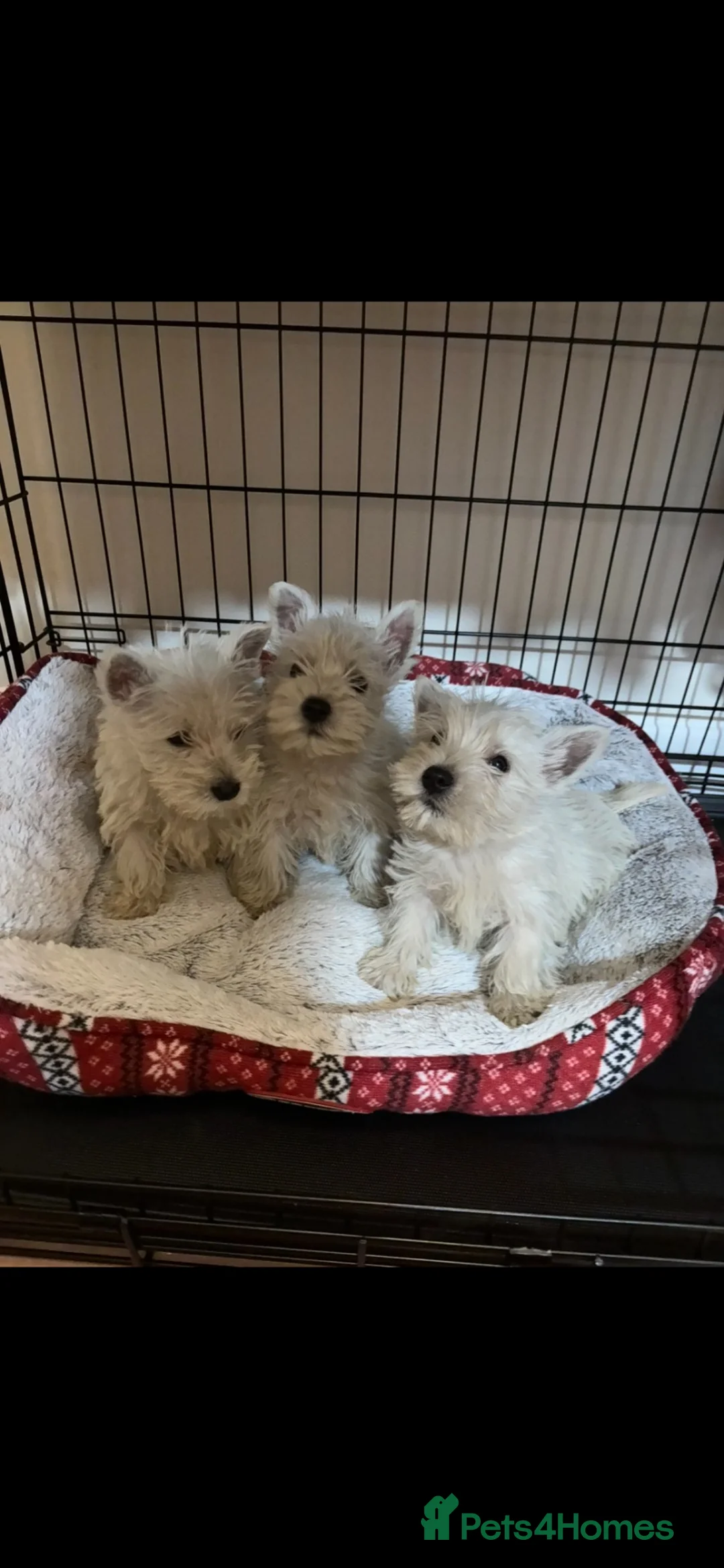 West Highland Terrier dogs for sale: 3 stunning west highland terrier puppies for sale - Advert 1