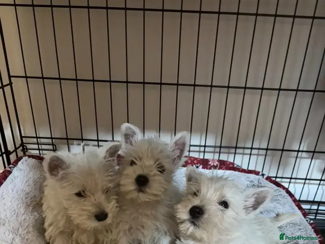 West Highland Terrier dogs for sale: 3 stunning west highland terrier puppies for sale - Advert 1