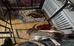 American Bully dogs for sale: American Bully Pups - Image 2