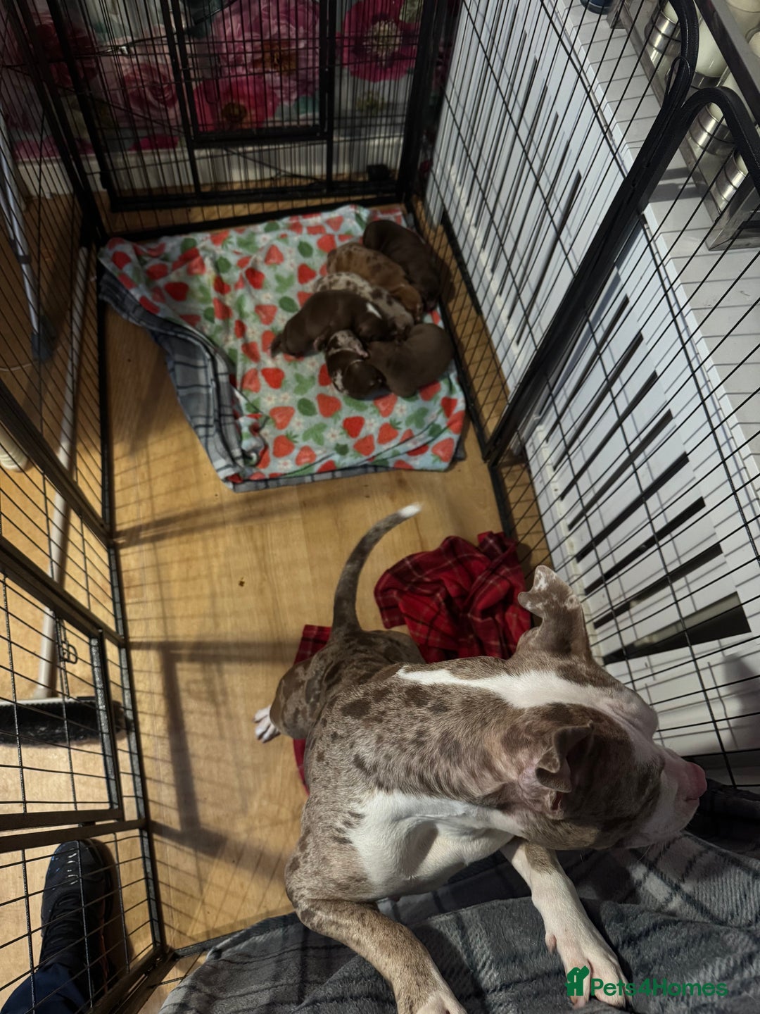 American Bully dogs for sale: American Bully Pups - Image 2