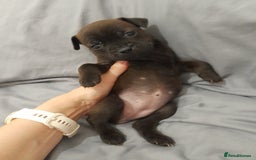 Staffordshire Bull Terrier dogs for sale: Blue Staffordshire Bull Terrier - Image 6