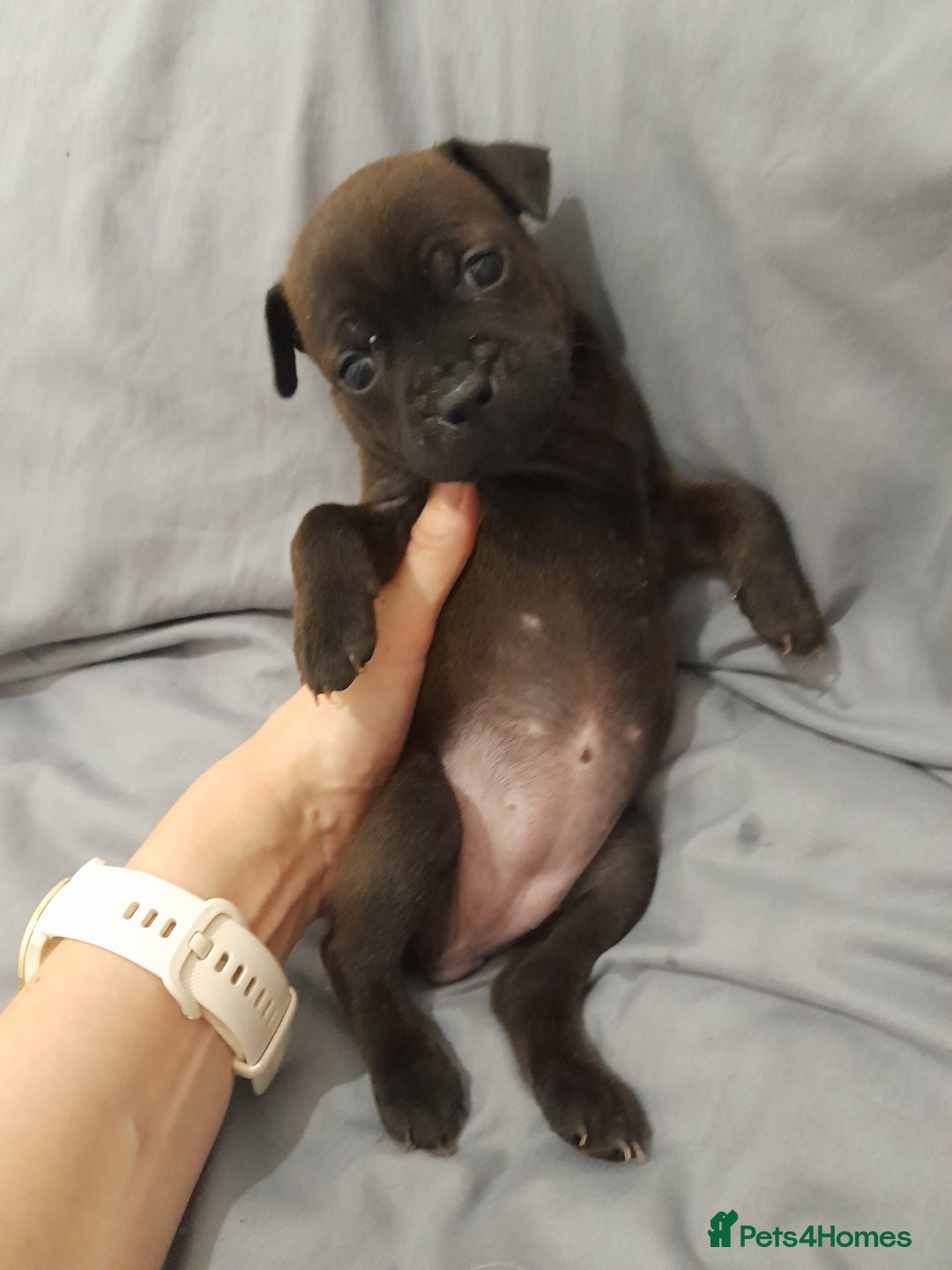 Staffordshire Bull Terrier dogs for sale: Blue Staffordshire Bull Terrier - Image 6