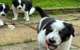 Border Collie dogs for sale: Unique Tri colour and piebald Border Collies  - Image 23