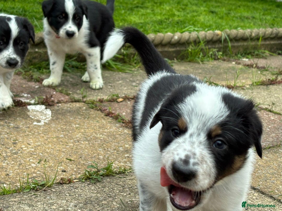 Border Collie dogs for sale: Unique Tri colour and piebald Border Collies  - Image 23