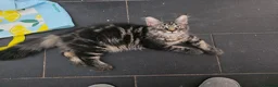 Maine Coon cats for sale: Ready now adorable maine coon Kittens 2 boys - Advert 10