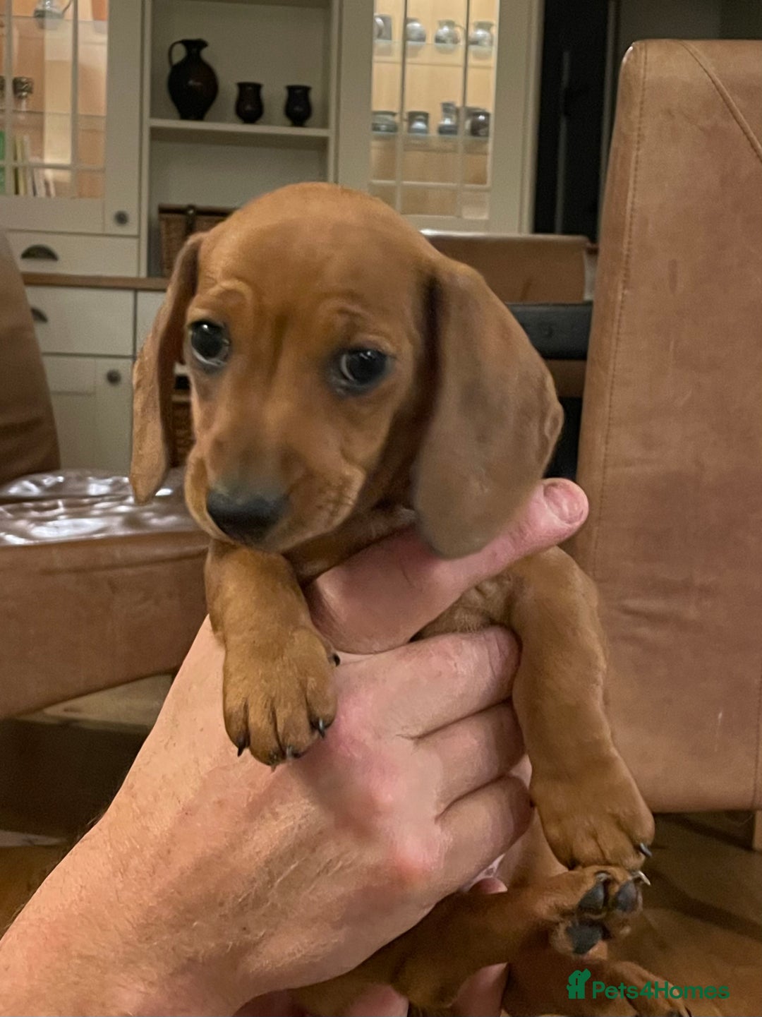 Miniature Dachshund dogs for sale: 🌭 Little Sausages Looking for Big Love! ❤️🐾 - Image 15