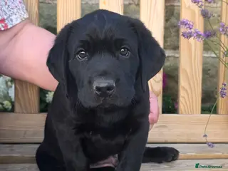 Labrador Retriever dogs Labrador Puppies – KC Reg & Health Tested Lines - Advert 2