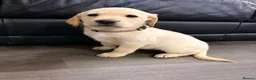 Labrador Retriever dogs for sale: 6x KC Reg Labrador's 3b /3g  2 black 4 Golden - Advert 13
