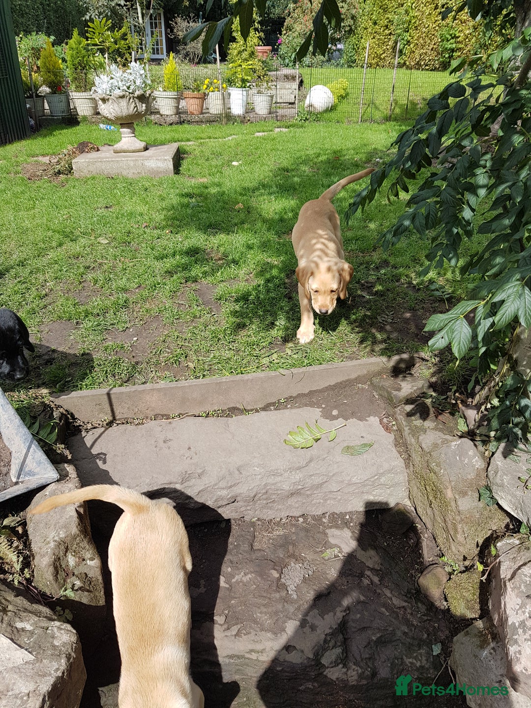 Labrador Retriever dogs for sale: KC Registered Labrador puppies  - Image 39
