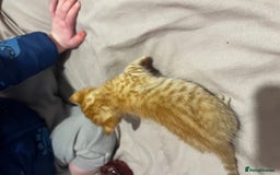 British Shorthair cats for sale: 4 gorgeous kittens for sale  - Image 14