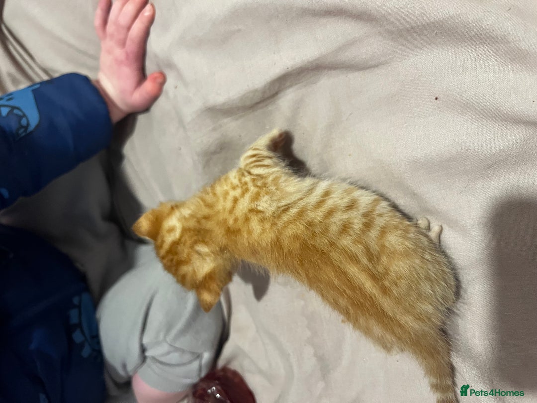 British Shorthair cats for sale: 4 gorgeous kittens for sale  - Image 14