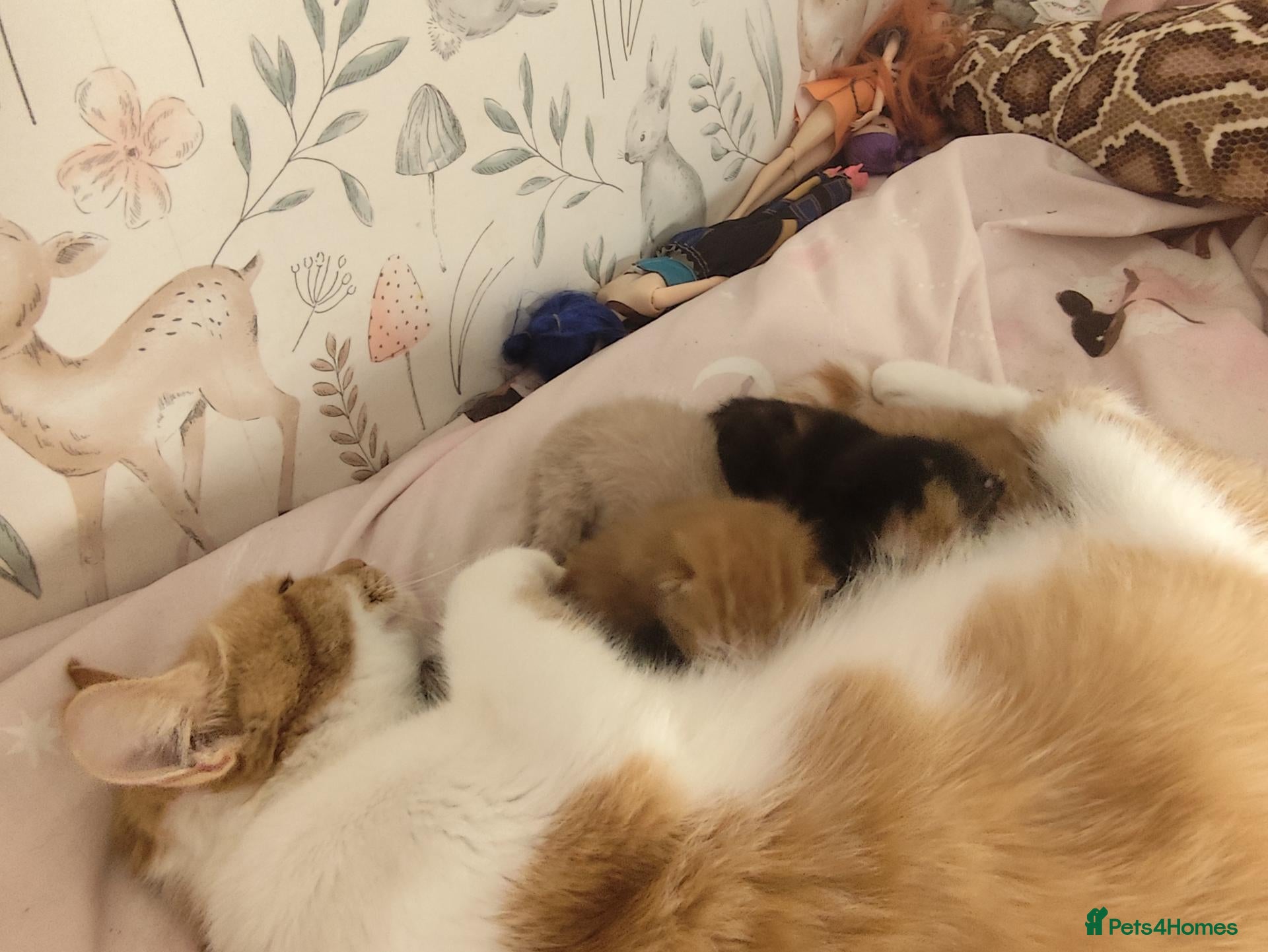 Mixed Breed cats for sale: 3 beautiful kittens for sale - Advert 13
