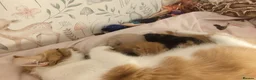Mixed Breed cats for sale: 3 beautiful kittens for sale - Advert 1