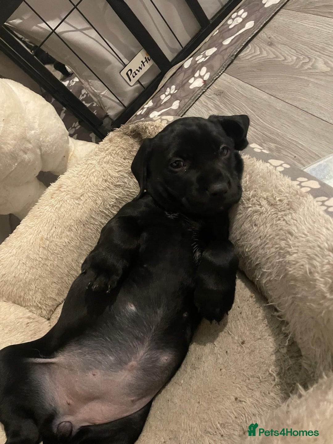 Mixed Breed dogs for sale: Chunky staff x lab pups 3 left - Advert 13