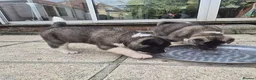 Akita dogs for sale: Chunky American Akita puppies in Birmingham - Advert 2