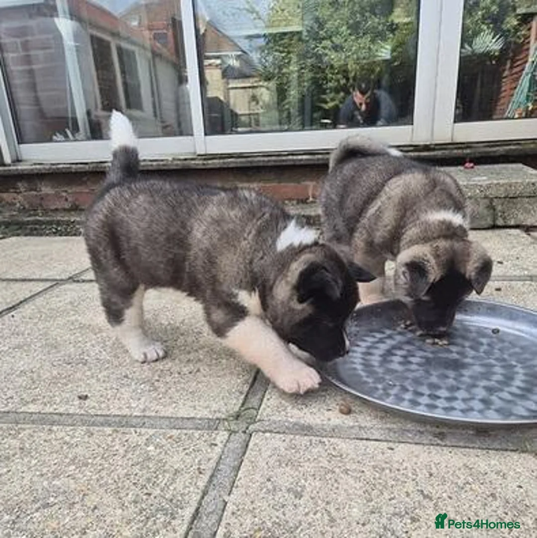 Akita dogs for sale: Chunky American Akita puppies in Birmingham - Advert 2