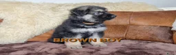 Shepsky dogs for sale: Stunning German Shepherd × Husky/Akita Puppies  in Much Wenlock - Advert 5