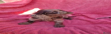 Cockapoo 6