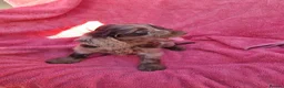 Cockapoo dogs for sale: Cockerpoo pups  - Advert 29