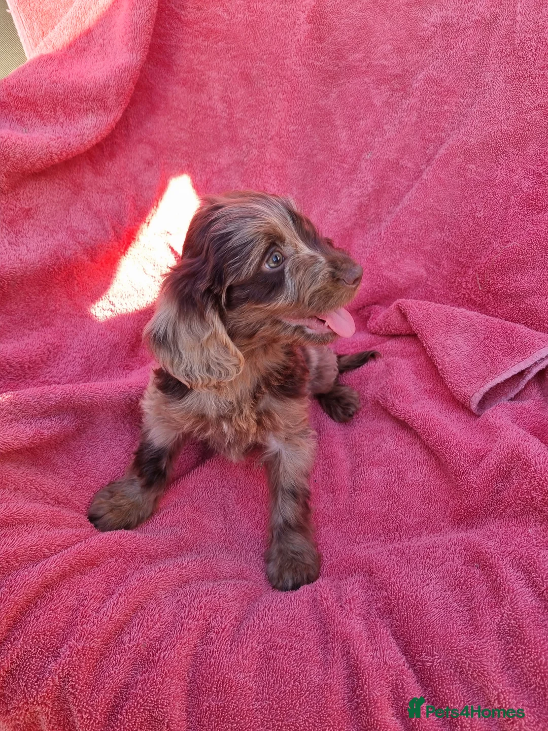Cockapoo dogs for sale: Cockerpoo pups  - Advert 29