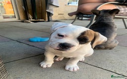 Dorset Olde Tyme Bulldogge dogs for sale: 12 week old olde Tyme bulldog female - Image 5