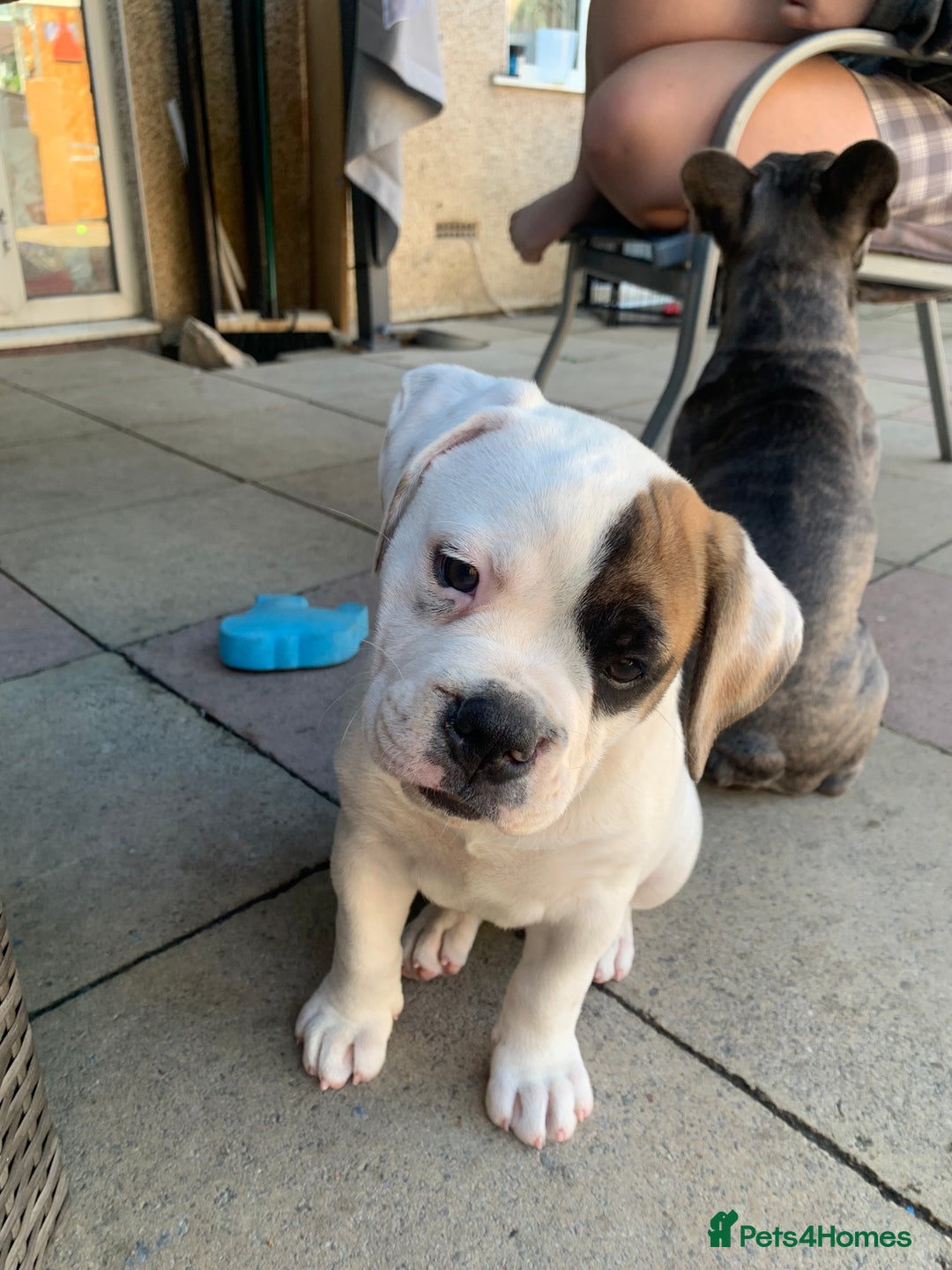 Dorset Olde Tyme Bulldogge dogs for sale: 12 week old olde Tyme bulldog female - Image 5