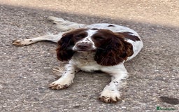 English Springer Spaniel dogs for sale: Working Bred Springer Spaniel Puppies For Sale.  - Image 2