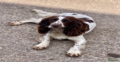 English Springer Spaniel dogs - Advert 12