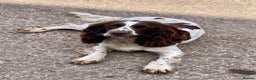 English Springer Spaniel dogs for sale: 1 BOY LEFT!! Working Bred Springer Spaniel.  - Advert 4