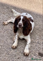 English Springer Spaniel dogs - Advert 5