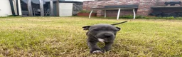 Staffordshire Bull Terrier dogs for sale: Female blue Staffordshire bull terrier 13 weeks  in Pershore - Advert 4