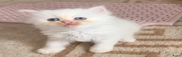 Mixed Breed cats for sale: 6 ragdoll x Persian kittens - Advert 3