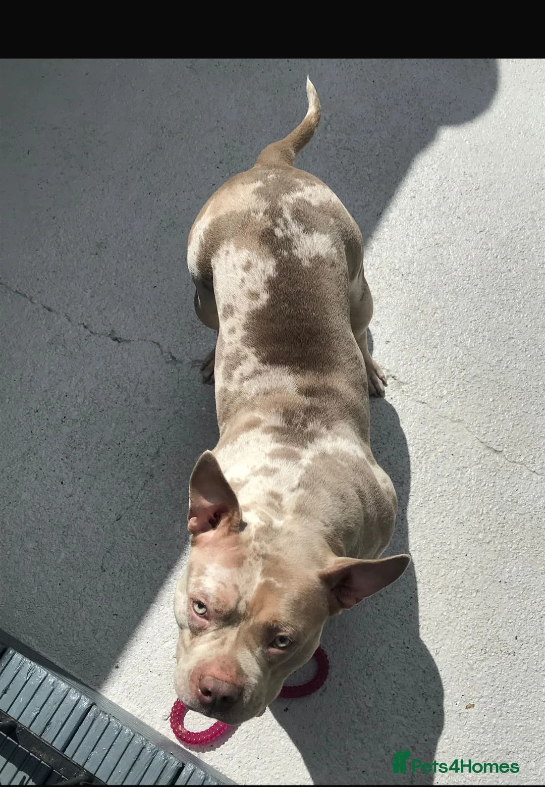 Mixed Breed dogs for sale: Pocket bullie x cane corso - Advert 17