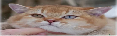 British Shorthair 1