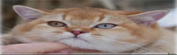 British Shorthair cats for sale: Chocolate golden DBE odd-eyed TICA stud for sale - Advert 4