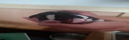 Beagle dogs for sale: Beautiful beagle puppies  - Advert 7