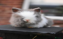 Mixed Breed rabbits for sale: Baby Lionheads Looking For Homes  - Image 7