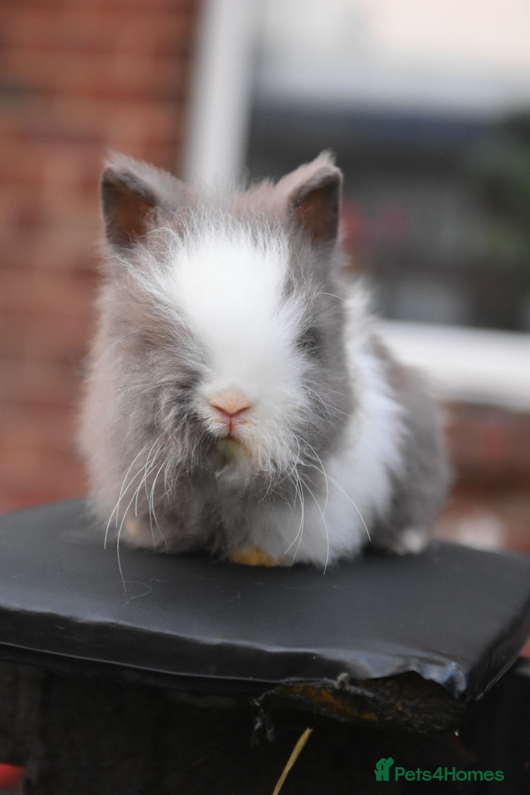 Mixed Breed rabbits for sale: Baby Lionheads Looking For Homes  - Image 7