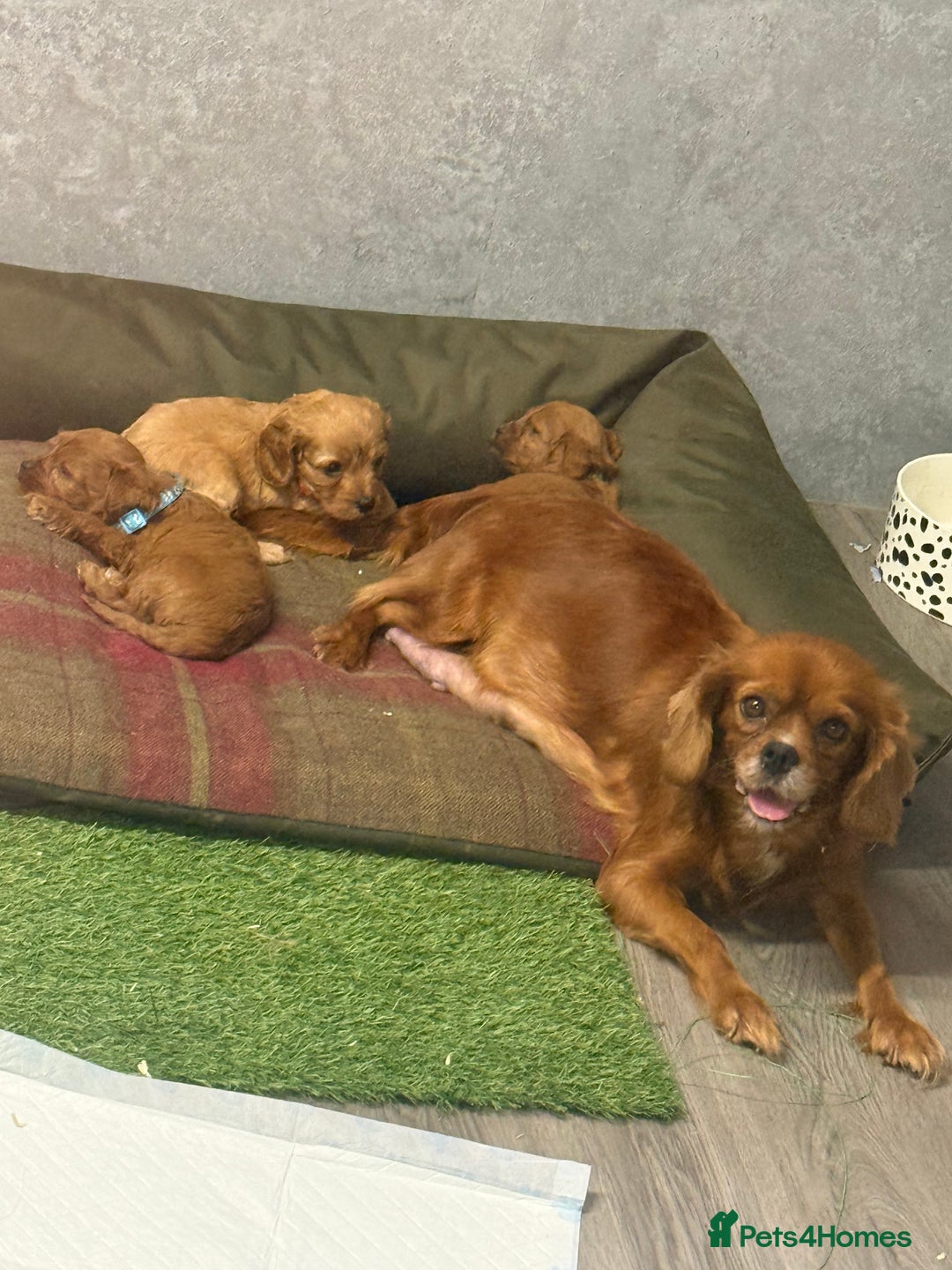Cavapoo dogs for sale: Happy, healthy, playful litter of red cavapoos   - Advert 8