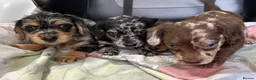 Mixed Breed dogs for sale: DOXIEPOO HEALTH TESTED PARENTS  - Advert 12