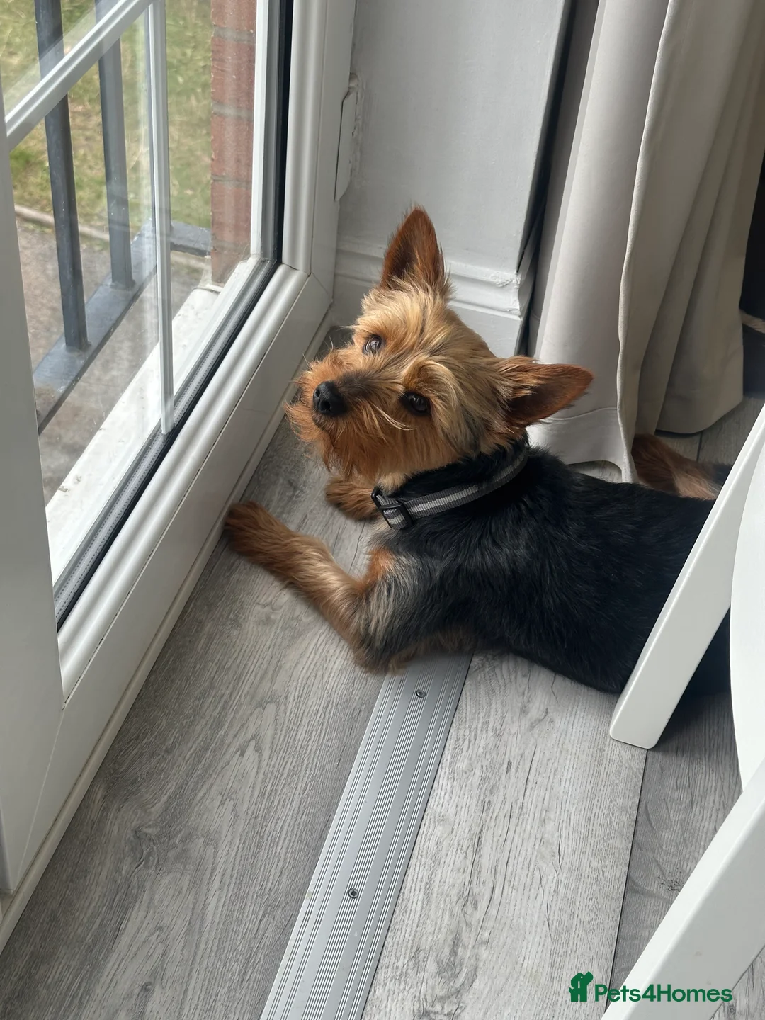 Yorkshire Terrier dogs for stud: Cute Yorkie Boy ready for stud - Advert 5