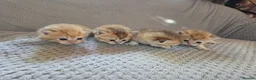 British Shorthair cats for sale: British Shorthair Golden Chinchilla Kittens - Advert 20