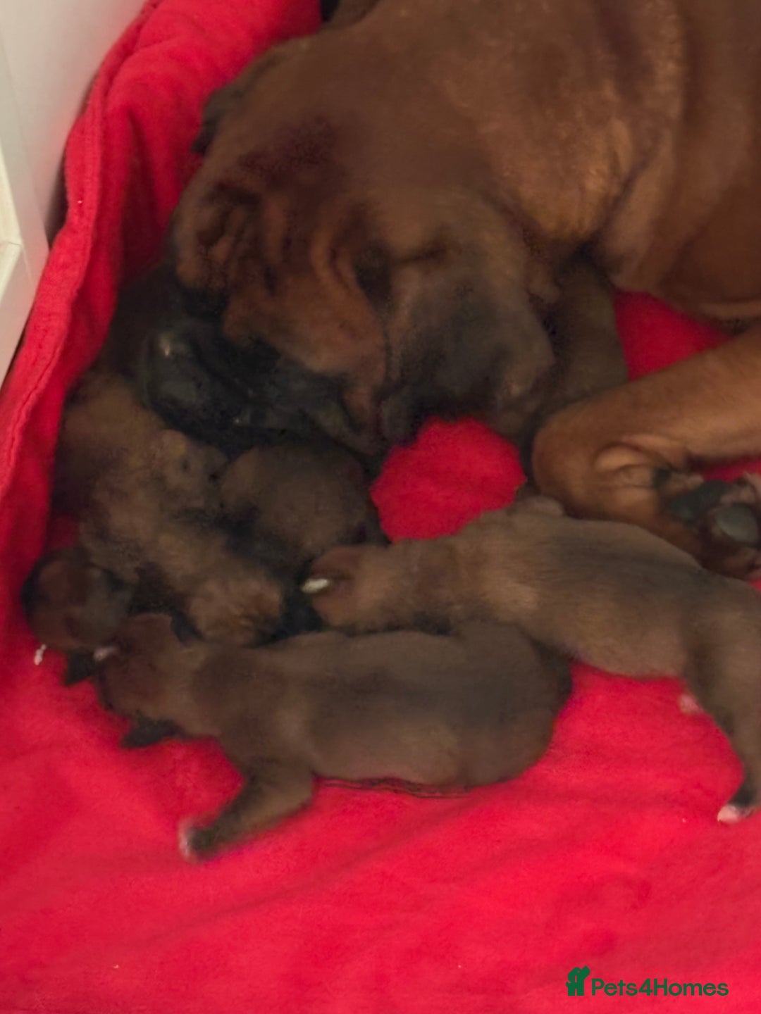 Boxer dogs for sale: 4 Stunning Boxer puppies - Advert 9