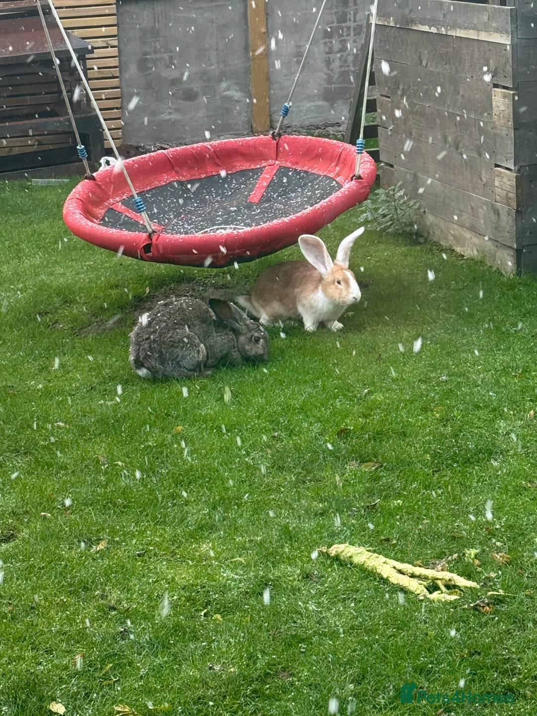 Continental Giant rabbits for sale: Giant rabbit kits - Advert 1