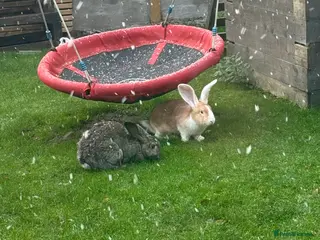 Continental Giant rabbits Black giant rabbit kits - Advert 20