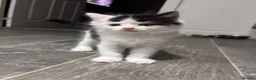 Mixed Breed cats for sale: 5 beautiful kittens for sale  - Advert 5