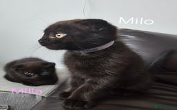 Mixed Breed cats for sale: Scottish Fold Kittens!Rare 🍫chocolate colour🐱 - Image 29