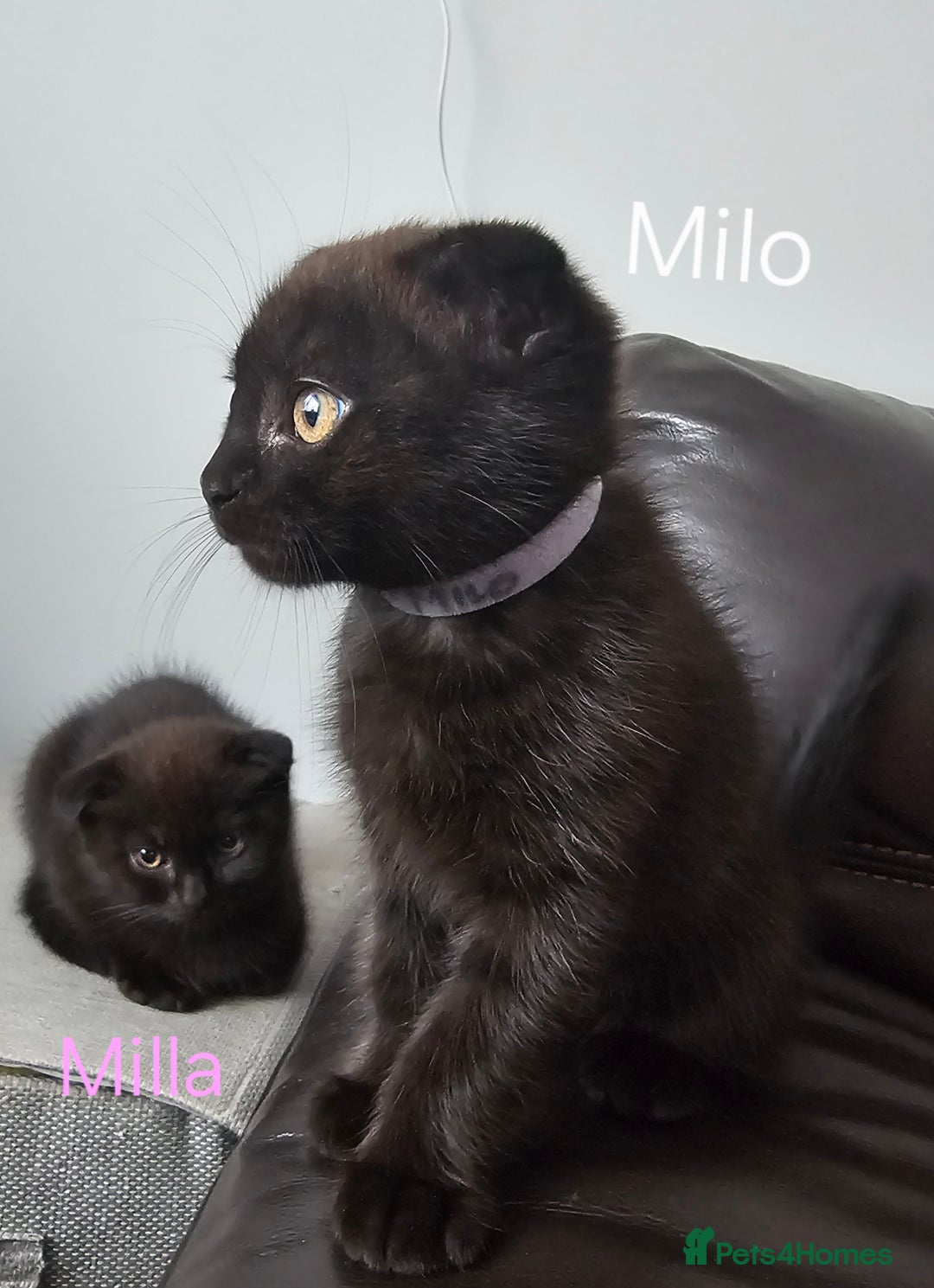Mixed Breed cats for sale: Scottish Fold Kittens!Rare 🍫chocolate colour🐱 - Image 29