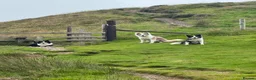 Border Collie dogs for sale: Show Quality KC Reg Border Collie Puppies  - Advert 15