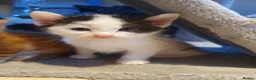 Mixed Breed cats for sale: Stunning 5 week old kittens  - Advert 24